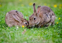 Image result for Mother Rabbit and 5 Bunnies