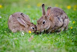 Image result for Rabbits for Homestead