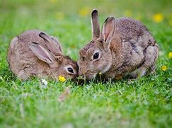 Image result for Housing Many Rabbits