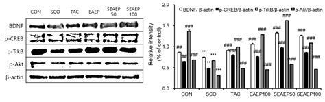Enteromorpha prolifera Extract Improves Memory in Scopolamine-Treated ...