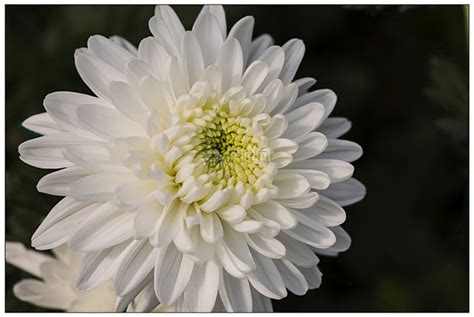 白菊花图片,悼念的白菊花图片(5) - 伤感说说吧