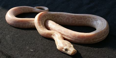 Image result for Sunset Leucistic Python's