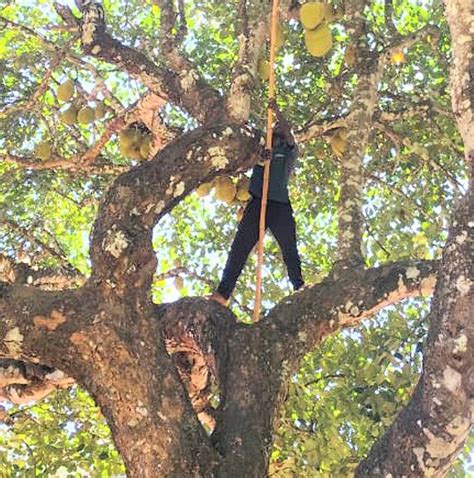 Coimbatore: Forest department removes jack fruits to deter wild ...