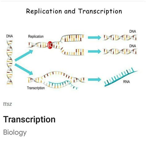 transcriptions & write in ordinary spelling - Brainly.in