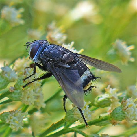 Belvosia unifasciata from Featherly Regional Park, CA, USA on October ...