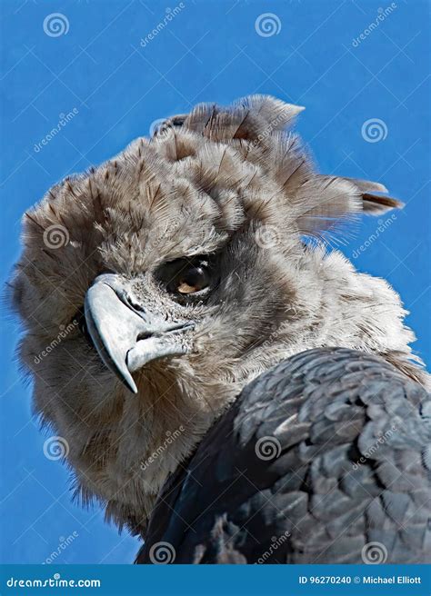 Harpy Eagle stock photo. Image of endangered, flight - 96270240