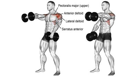 Best Dumbbell Shoulder Exercises & Workouts For Mass