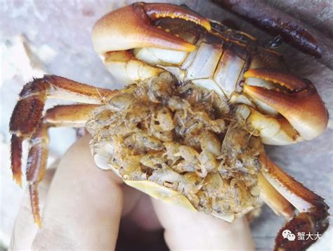 趣闻 | 看一只螃蟹怎么生小螃蟹，竟然还生出这么多！
