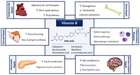 Tissue Engineering Therapies Based on Folic Acid and Other Vitamin B ...