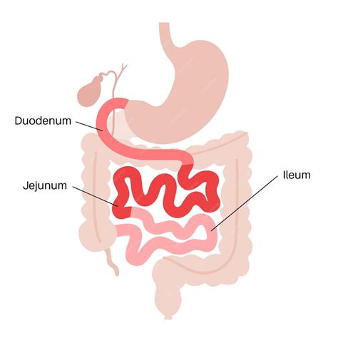 Image result for Duodenum vs Jejunum