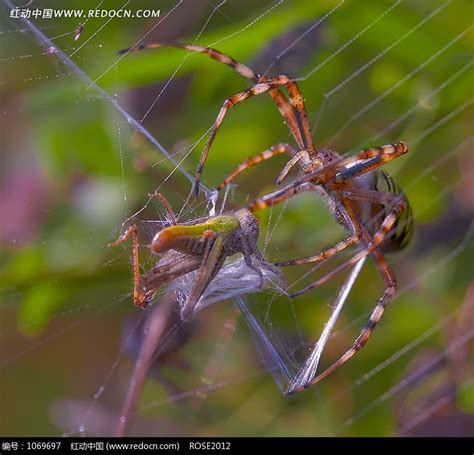 蜘蛛网为什么都是一个形状？ - 知乎