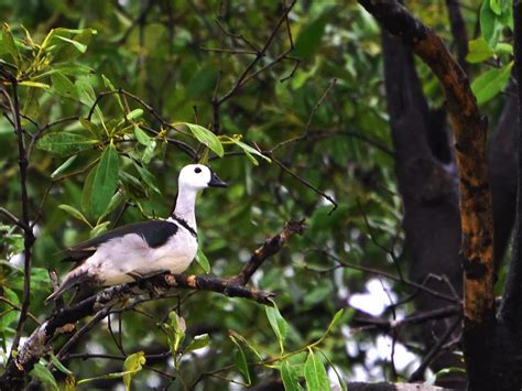 Cotton Pygmy-Goose (Cotton Teal) - eBird