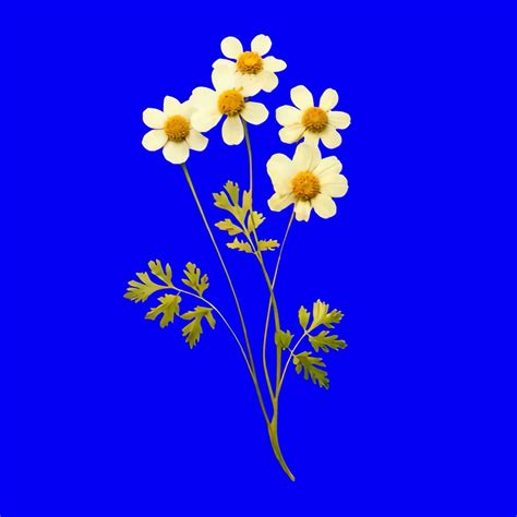 Vibrant daisies animation, transparent 4K video, green screen | Premium ...