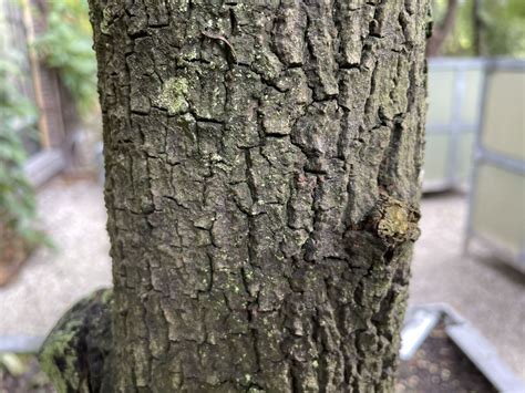 Syzygium cerasiforme - Common Kelat, Gelam Tikus, Ubah, Benitan Putih ...