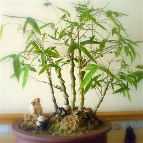 竹子清新雅致，學會盆栽竹子的栽培與管理，在家中也能種竹子 - 每日頭條
