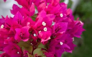 GreenCaart Bougainvillea Plant Price in India - Buy GreenCaart ...