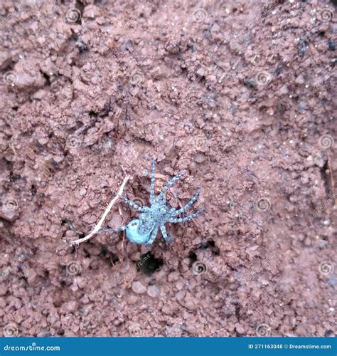 Small spider on the ground stock photo. Image of ground - 271163048