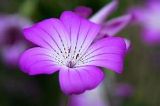 fiore flowers flower violet floral 183 free photo on pixabay fiore flowers flower violet floral 183 free photo on pixabay