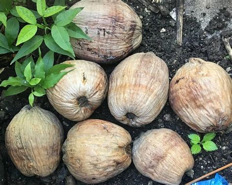 Buy ROYAL PARADISE GARDEN Coconut Fruit Dwarf Variety Dwarf orange ...