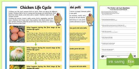 Chicken Life Cycle Differentiated Reading Comprehension Ability