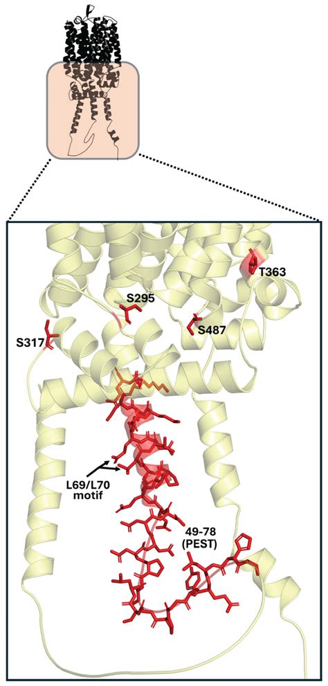 Maltose and Maltotriose Transporters in Brewer’s Saccharomyces Yeasts ...