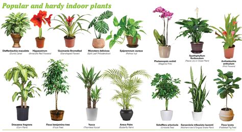 indoor plants - Google Search | Common house plants, Indoor plants, Plants
