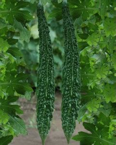 JSR Organics Long Bitter Gourd Hybrid Seed Price in India - Buy JSR ...