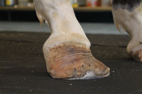 Club Foot in Horses | Equine Chronicle
