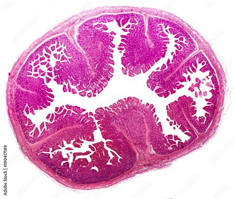 Image result for Jejunum Microscope