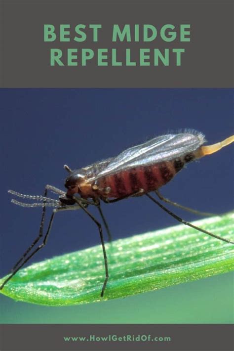 Midge Repellent 的图像结果