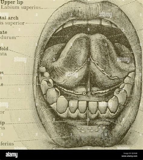 Lingual Frenulum Anatomy
