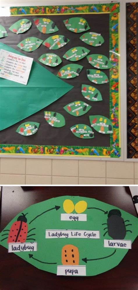 Image result for Python Life Cycle for Kids