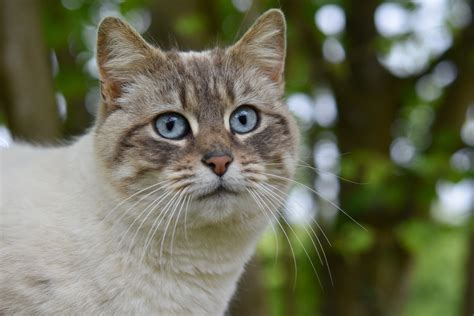 Where Does Cats Live