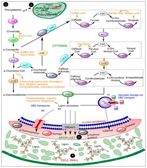 Lignin and Its Pathway-Associated Phytoalexins Modulate Plant Defense ...
