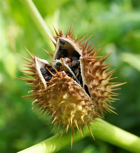 Exploding Seed Pods Compilation 的图像结果
