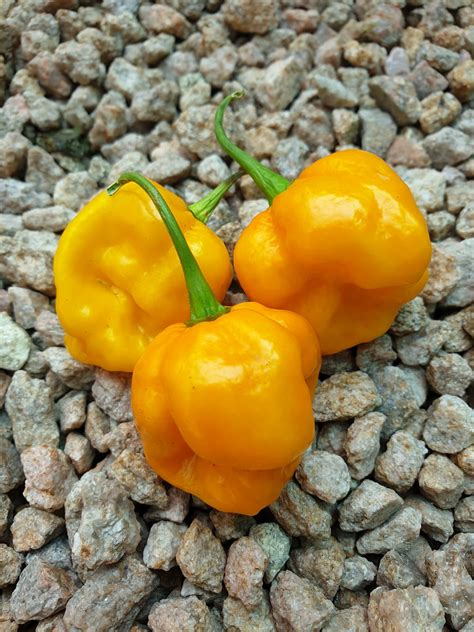 Trinidad Moruga Scorpion Yellow – Afterburn Grow