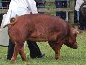 Tamworth Pig: Origin, Characteristics, Uses, Photos
