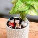 Buy Share your love with Syngonium - Miniature Garden online from ...