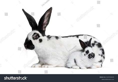 Side View Mother Checkered Giant Rabbit Stock Photo 2187432035 ...