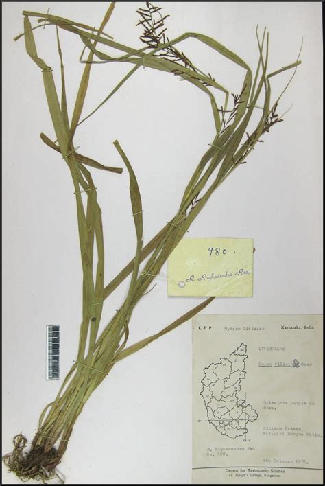 Herbarium JCB