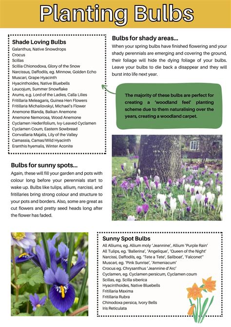 Image result for Bulb Planting Guide