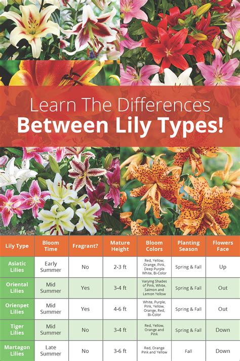 Planting Lily Bulbs in Fall | Fall Bulb Planting Tips | Bulb Blog ...