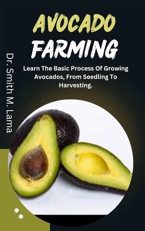 AVOCADO FARMING: Learn The Basic Process Of Growing Avocados, From ...