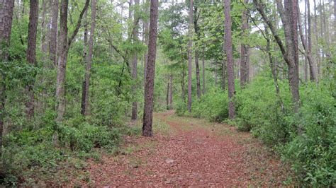 San Felasco Hammock Preserve State Park – Florida Hikes