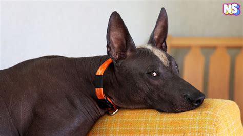 Xoloitzcuintli Breed Information Guide Facts And Pictures