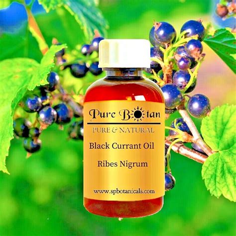 Black Currant Seed Oil Australia at Sandra Moody blog
