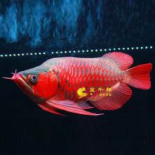 【血红龙鱼】_血红龙鱼品牌/图片/价格_血红龙鱼批发_阿里巴巴
