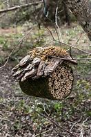 Image result for Bee Habitat