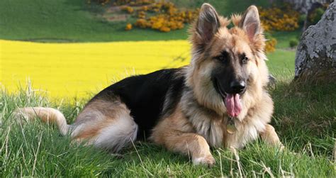German Shepherd Dog Breed Info – History, Training & Care Tips – Petsworld