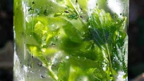 Benefits of drinking mint water